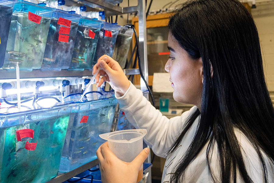 Student doing research with zebrafish