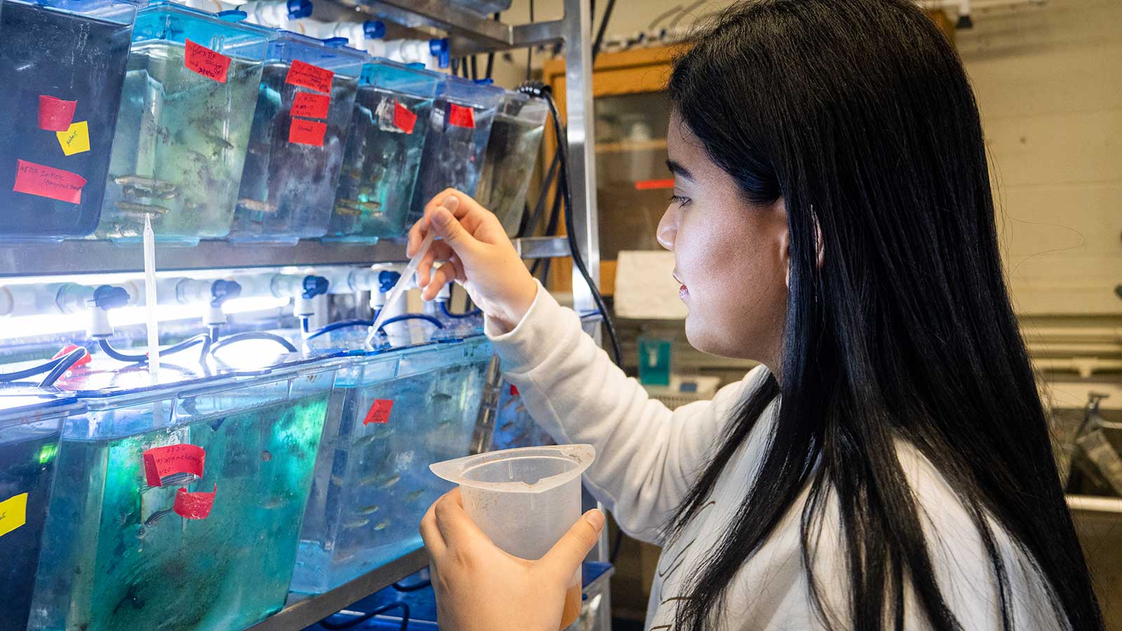 Student doing research with zebrafish