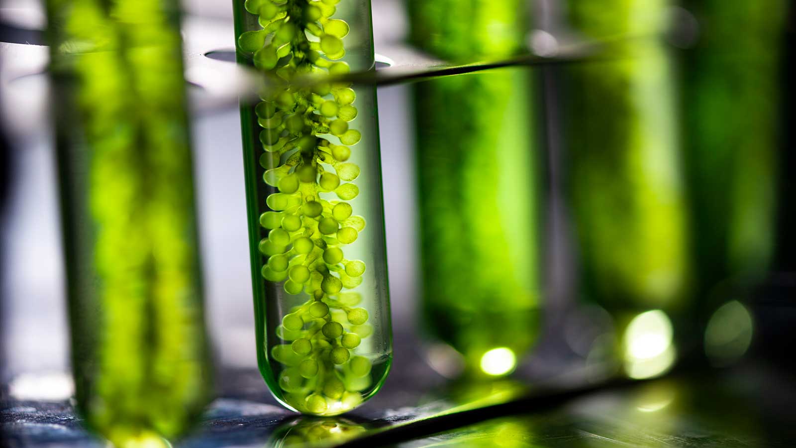 Algae fuel, Algae research in industrial laboratories