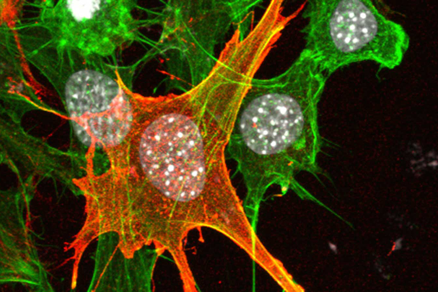 Microscopic image