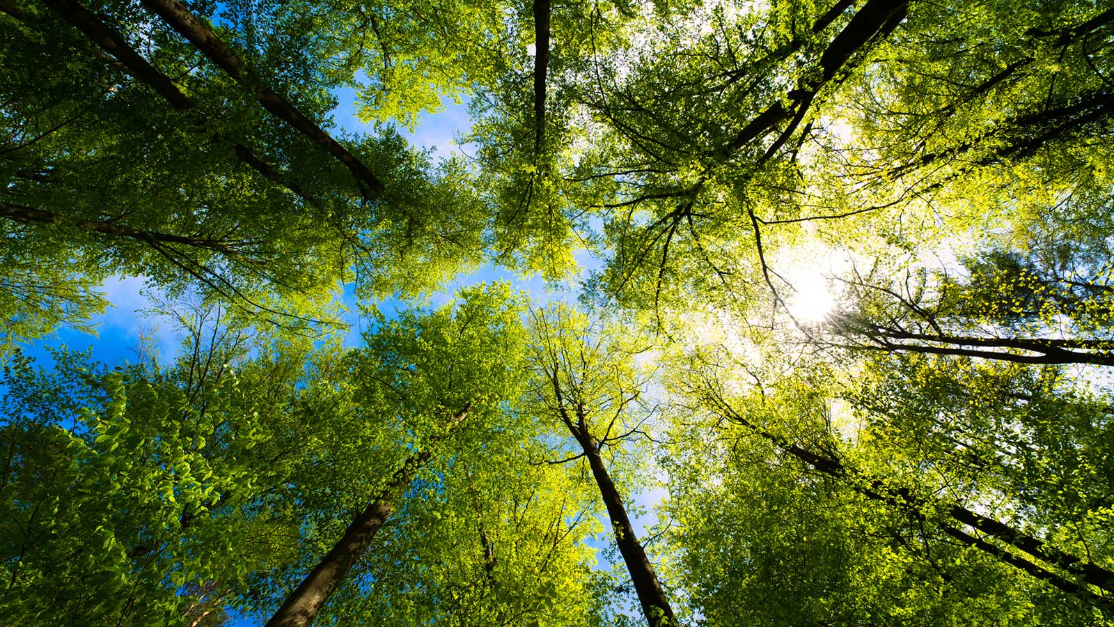 view up at the tree tops