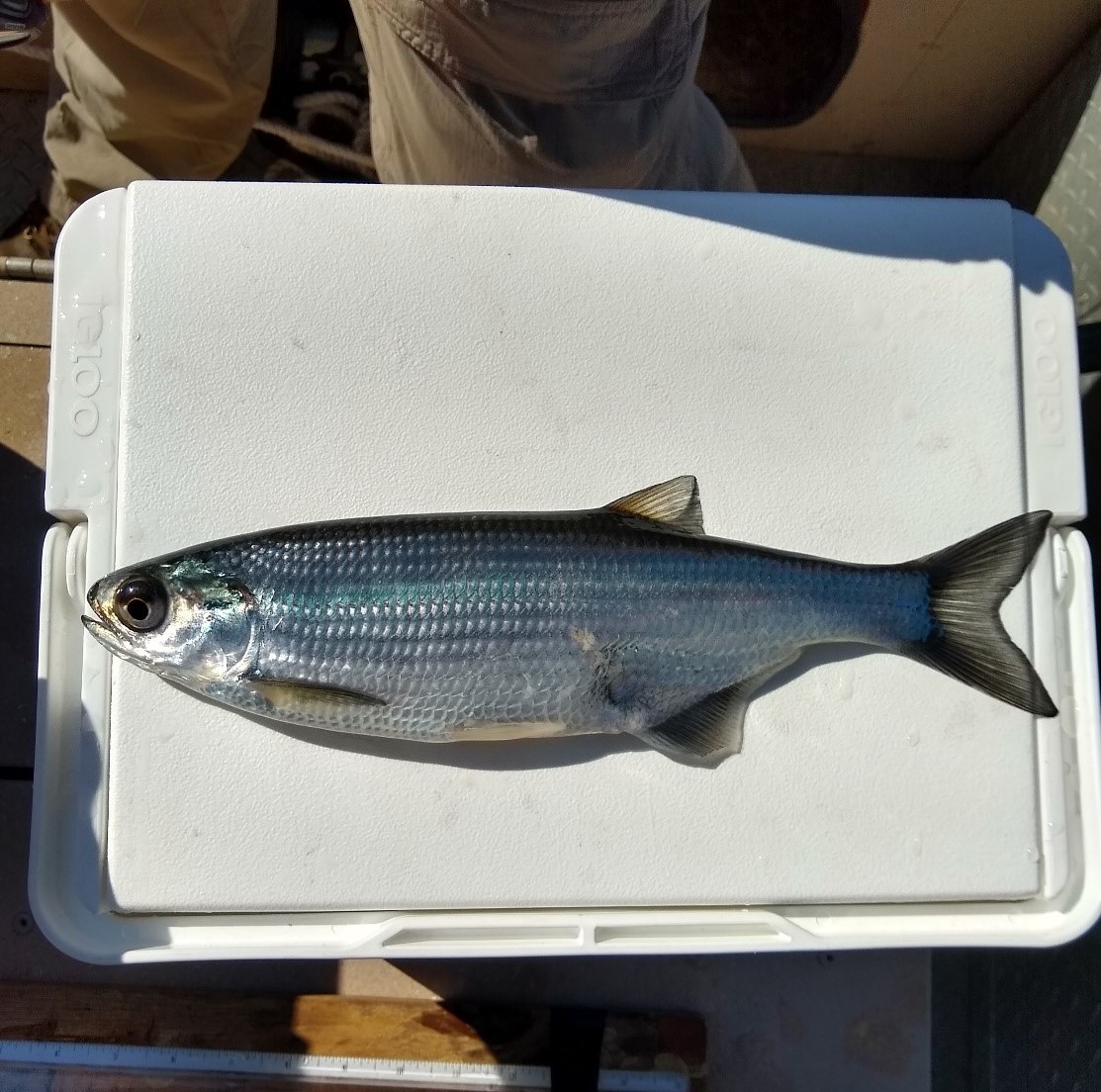 Mooneye laid on a cooler lid