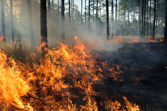 Clarkson University Helps Launch FIRE-NET, a Regional Collaborative on Adirondack Wildfire Resilience